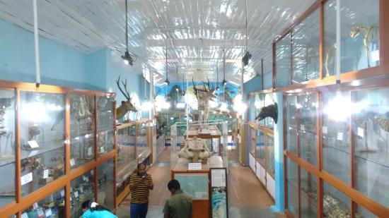 Shembaganur Museum of Natural History